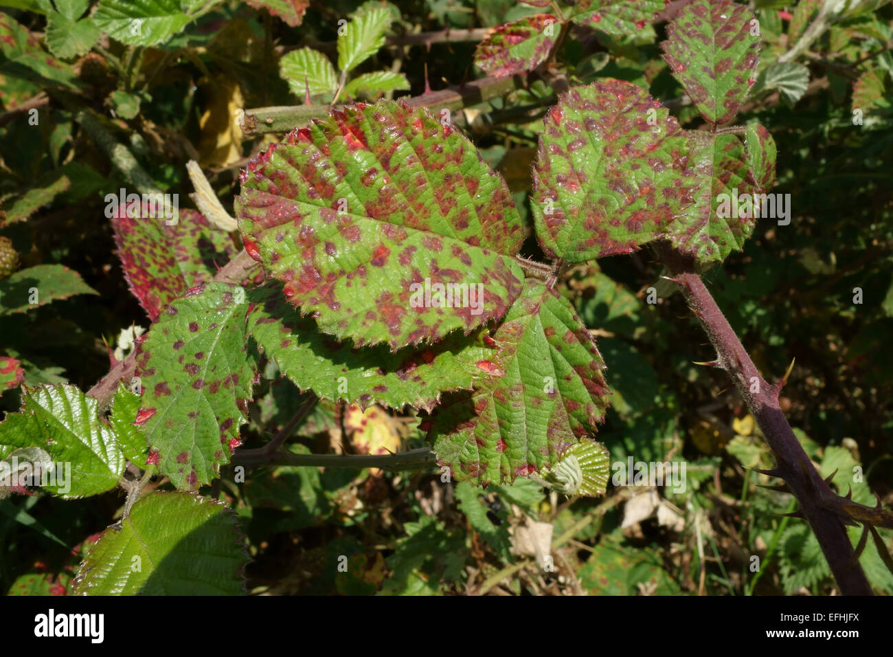 Blackberry rust, Phragmidium violaceum, lesions on the upper leaf surface of blackberry or bramble leaves, Berkshire, August Stock Photo