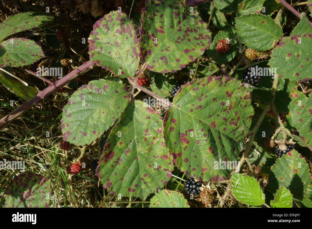 Blackberry rust, Phragmidium violaceum, lesions on the upper leaf