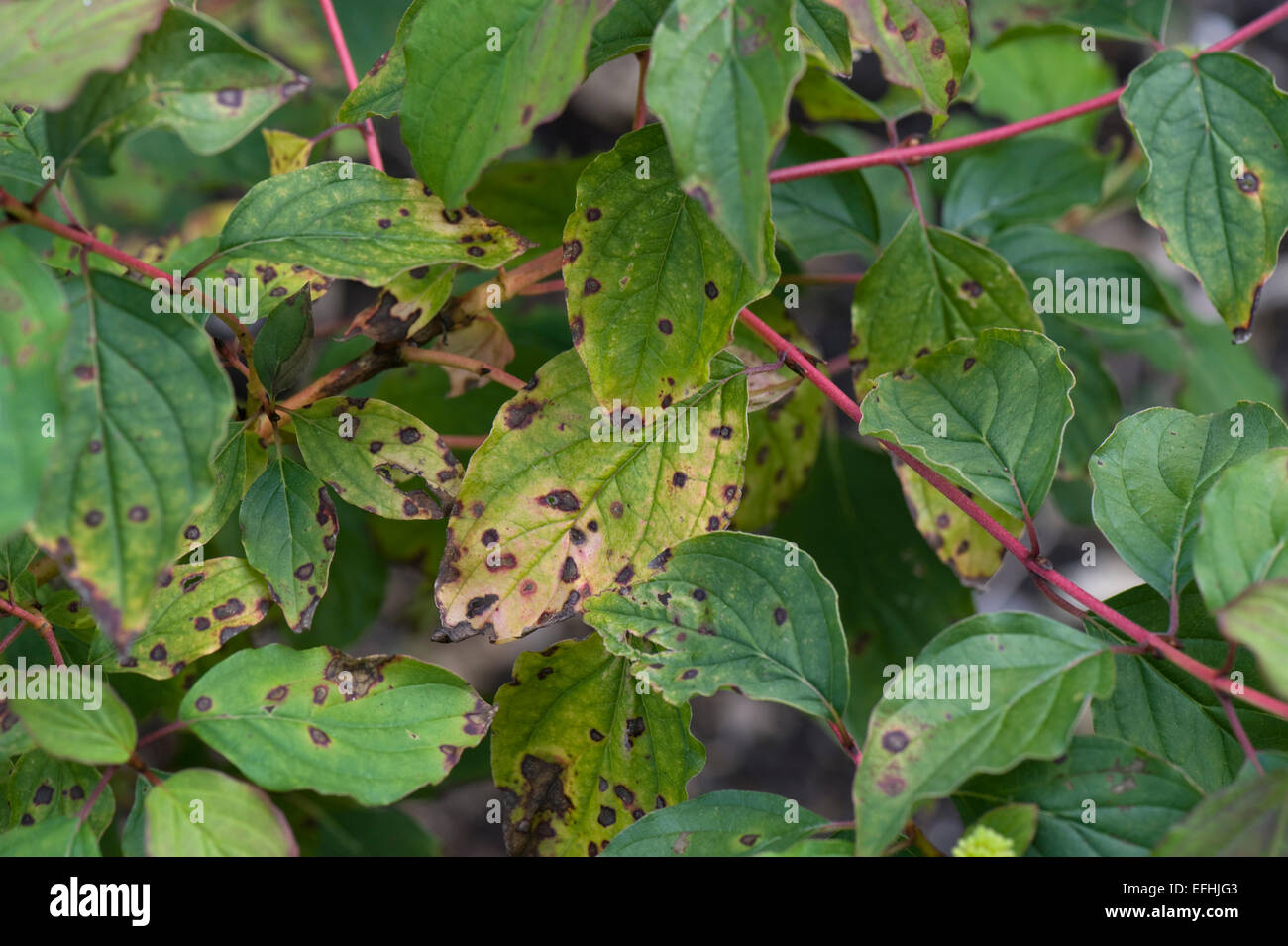 Leaf spot anthracnose, Discula destructiva, spots on Cornus leaves, Berkshire, September Stock Photo