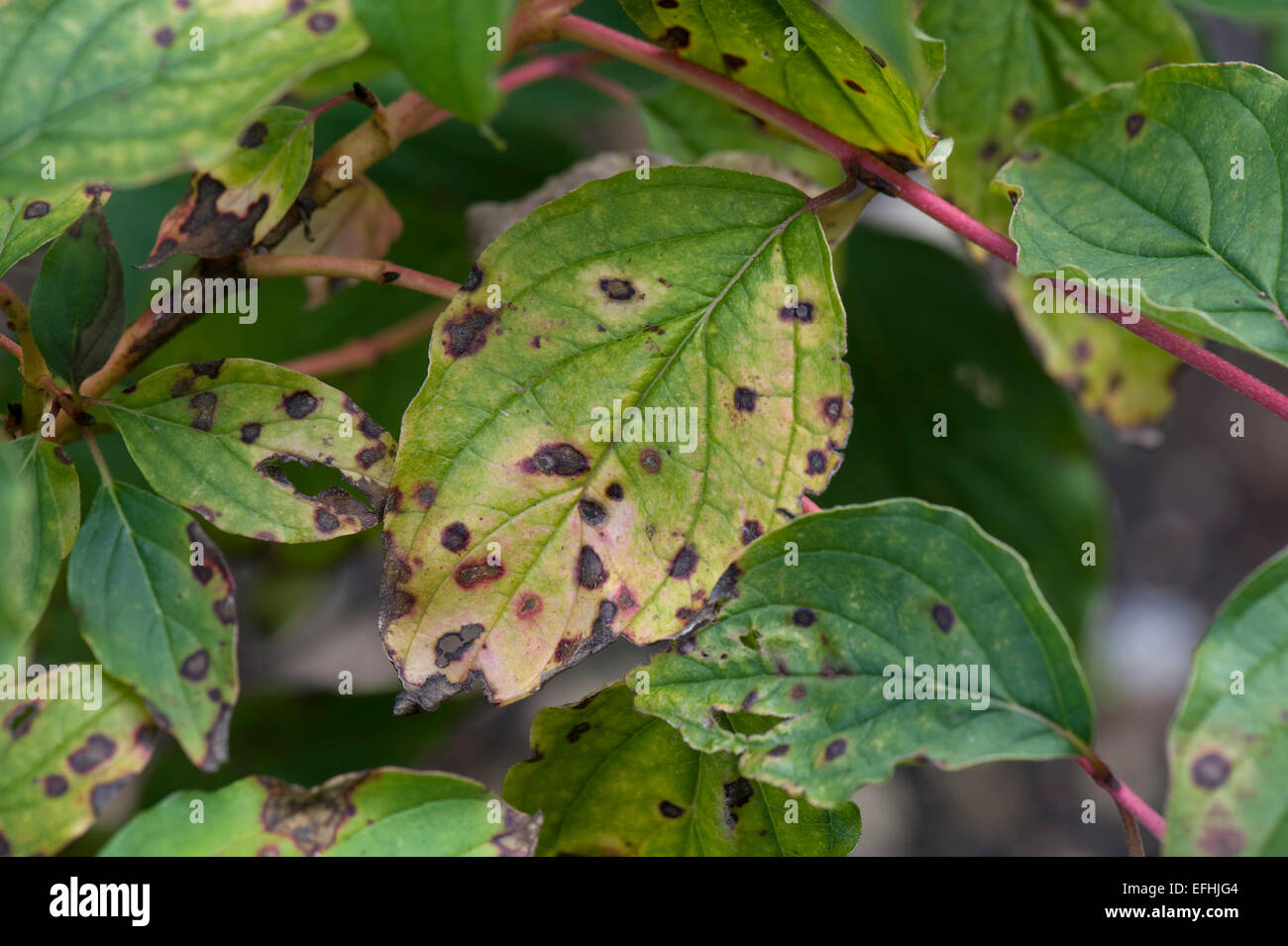 Leaf spot anthracnose, Discula destructiva, spots on Cornus leaves, Berkshire, September Stock Photo