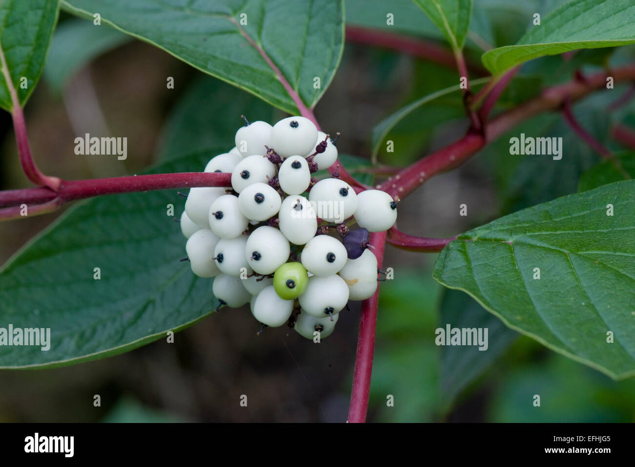 White fruit on dogwood, Cornus alba, an ornamental shrub grown for its red stems in winter Stock Photo