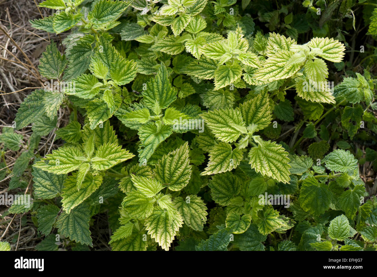 Chlorosis on stinging nettles caused by glyphosate weedkiller in the