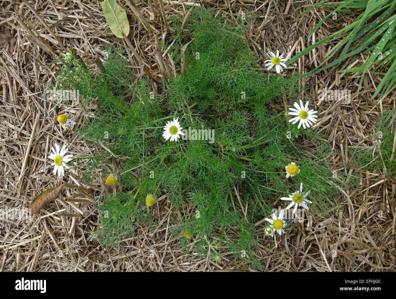 Stinking mayweed, Anthemis cotula, flower plant in stubble after a cereal crop, Berkshire, October Stock Photo