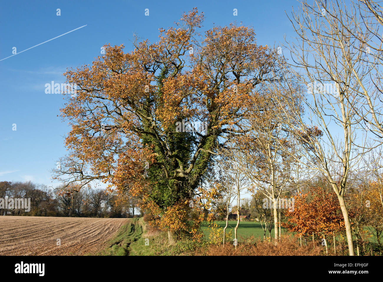 Farmland, trees and an oak tree clad in ivy and leaves in autumn colours on a fine day with blue sky, Berkshire, England, UK, No Stock Photo
