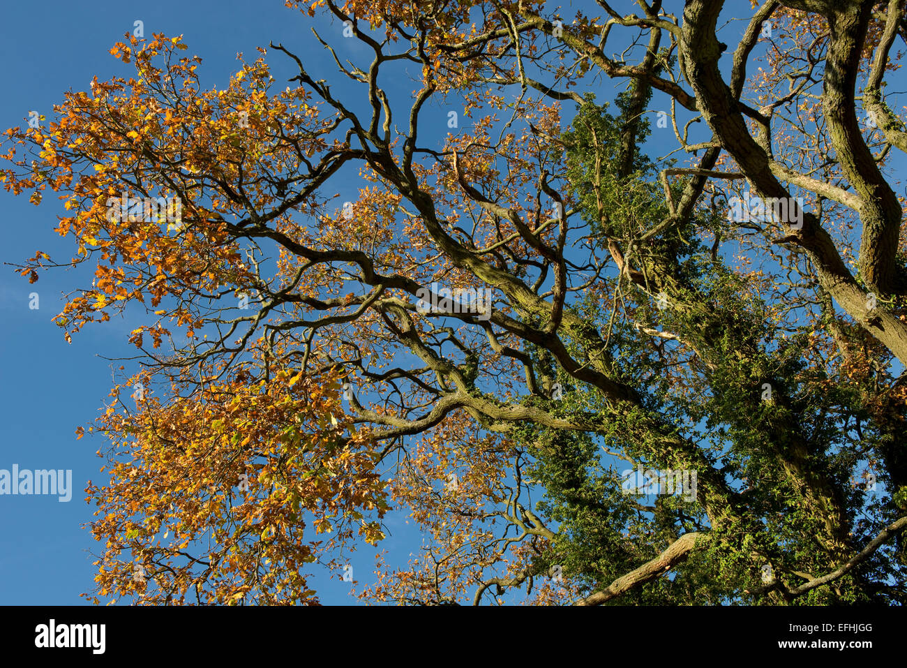 An oak tree clad in ivy and leaves in autumn colours on a fine day with blue sky, Berkshire, England, UK, November Stock Photo