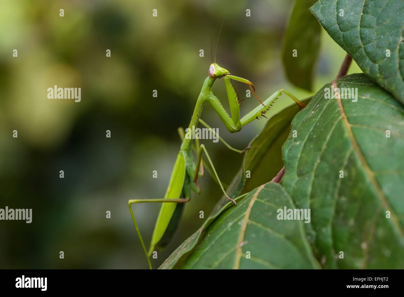praying mantis in the peruvian Amazon jungle at Madre de Dios Peru Stock Photo