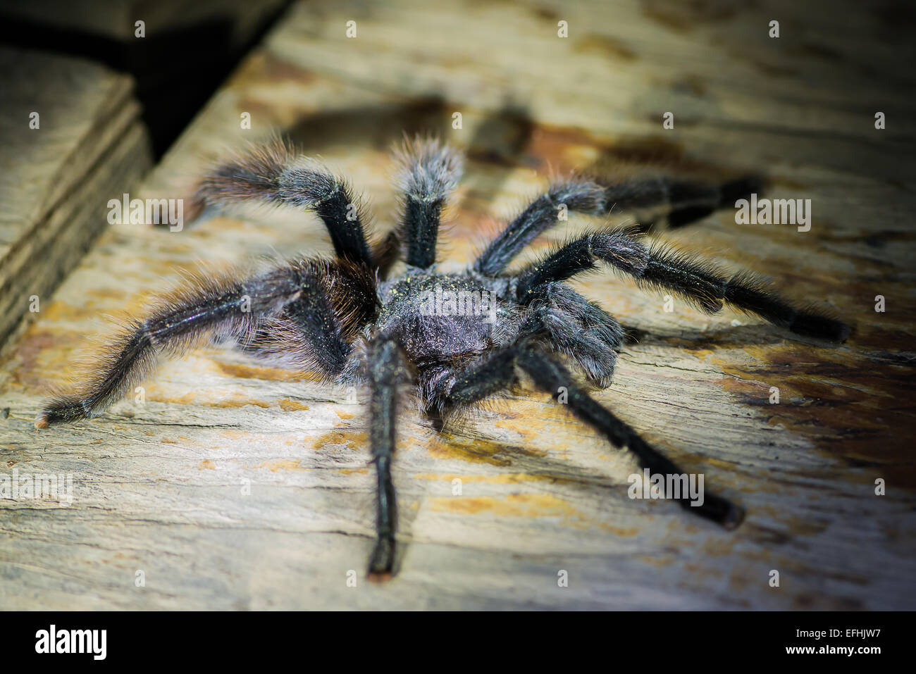 black tarantula in the peruvian Amazon jungle at Madre de Dios Peru Stock Photo