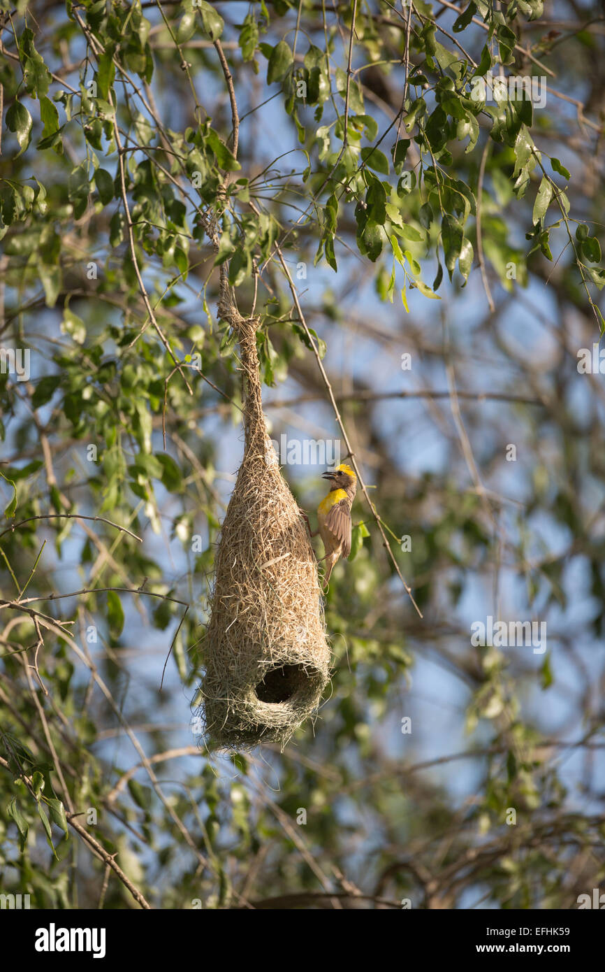 Baya Weaver on nest (Ploceus Phillippinus) at Yala NP, Sri Lanka Stock Photo