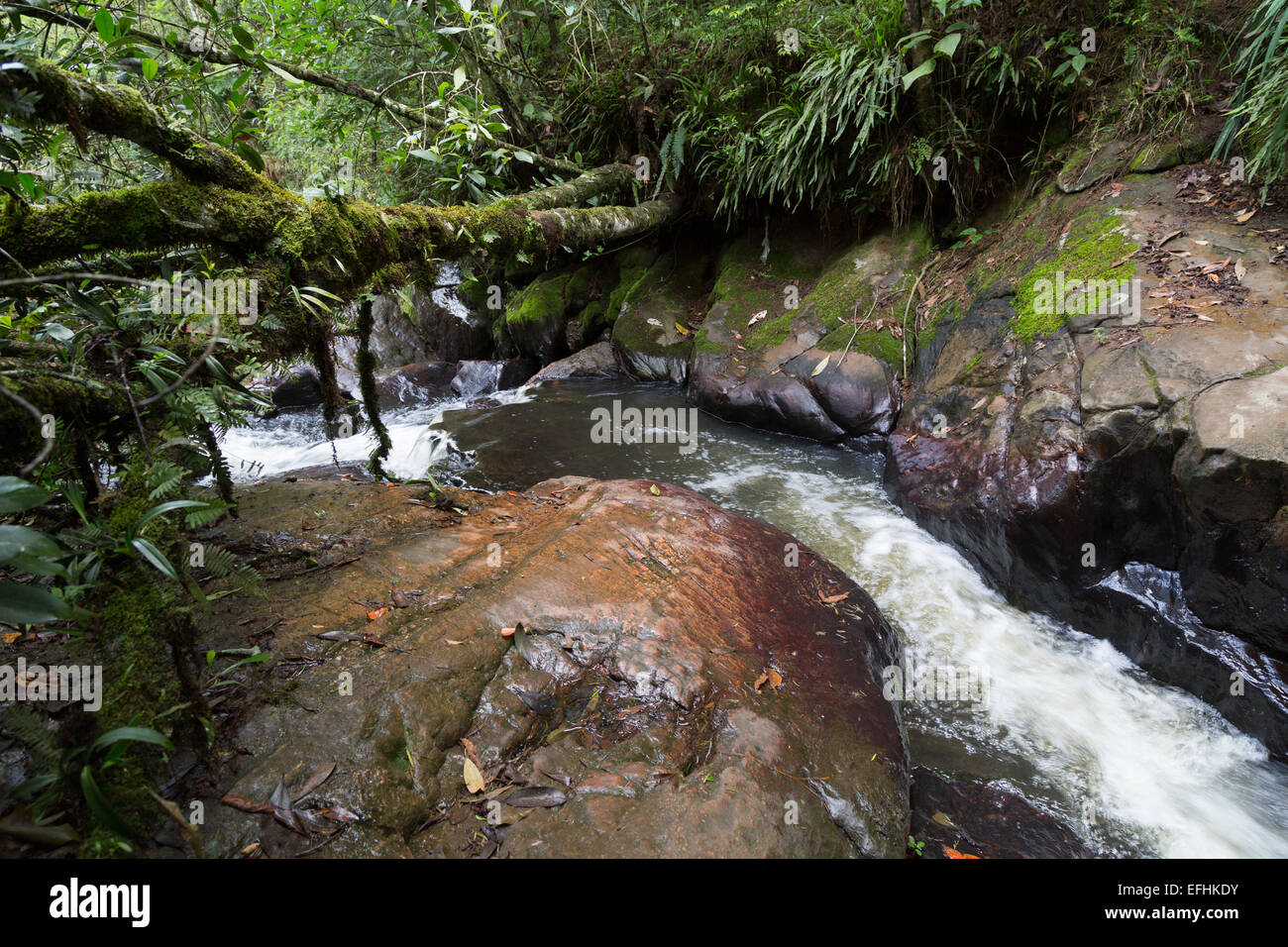 Stream flowing over boulders, leading through forest near tourist spot 'Ducha de Prata' (Silver Fall), Campos do Jordao, state of Sao Paulo, Brazil Stock Photo