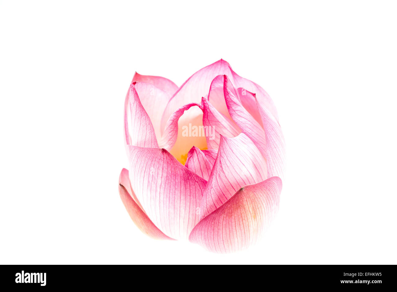 Lotus flower isolated on white background Stock Photo - Alamy