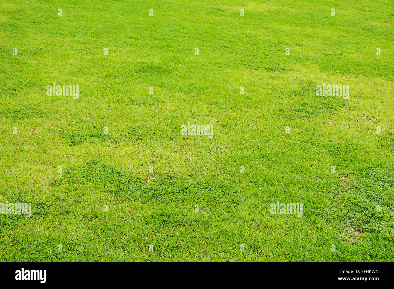 Green grass background Stock Photo - Alamy