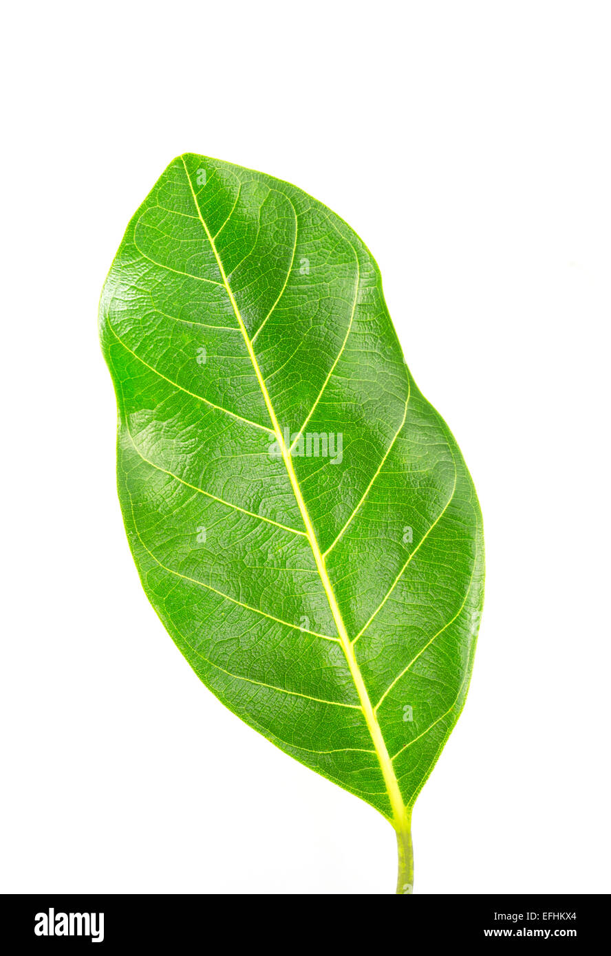 Jackfruit leaf Stock Photo