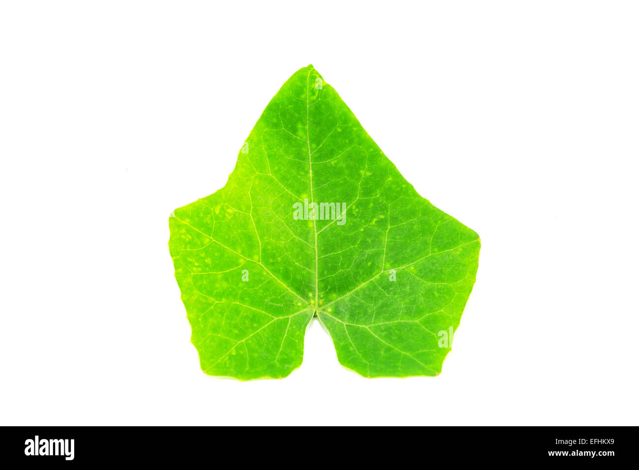 Ivy Gourd leaf Stock Photo