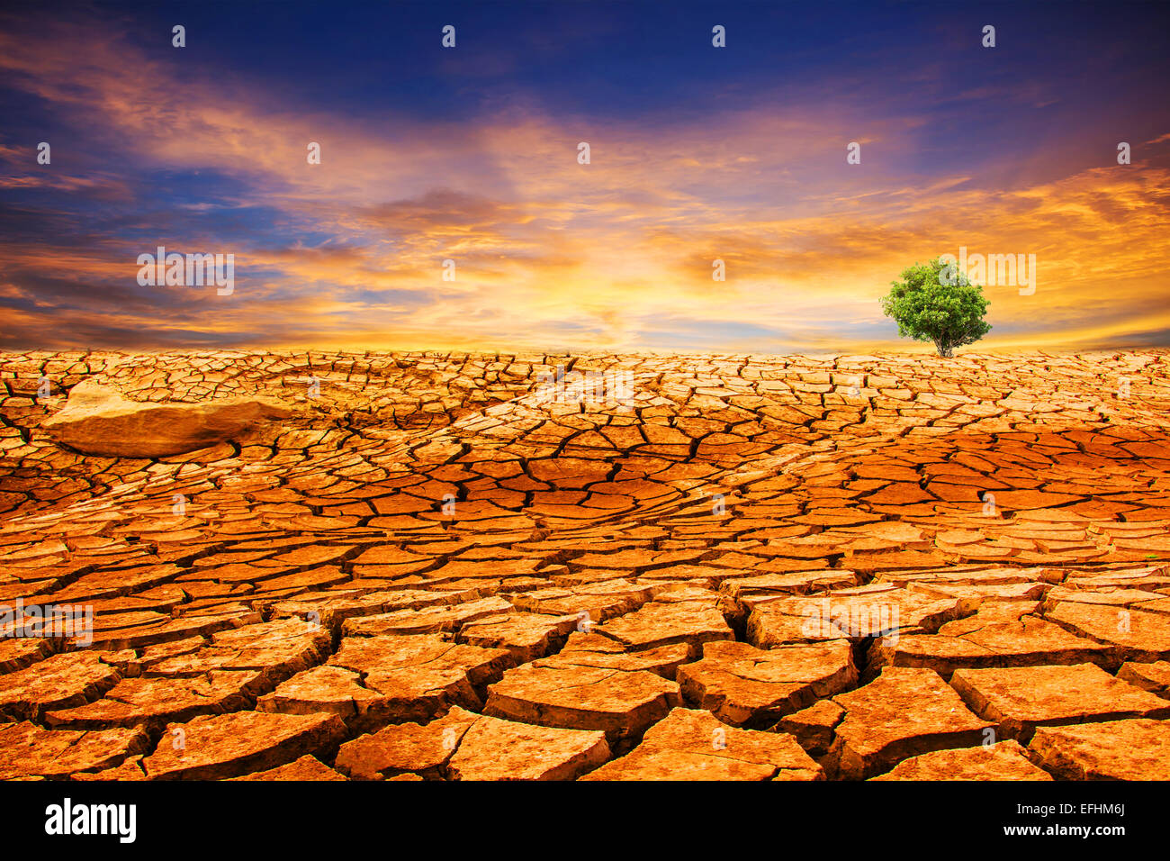 drought cracked desert landscape with tree Stock Photo