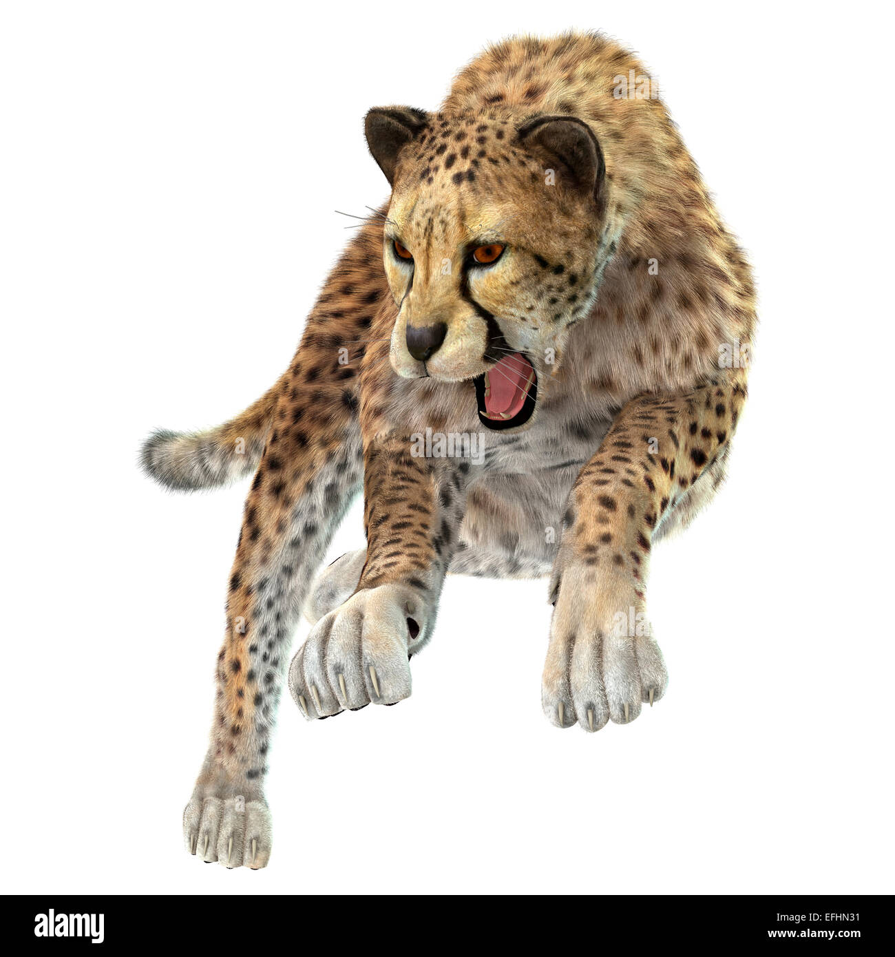 3D digital render of a hunting cheetah isolated on white background Stock Photo