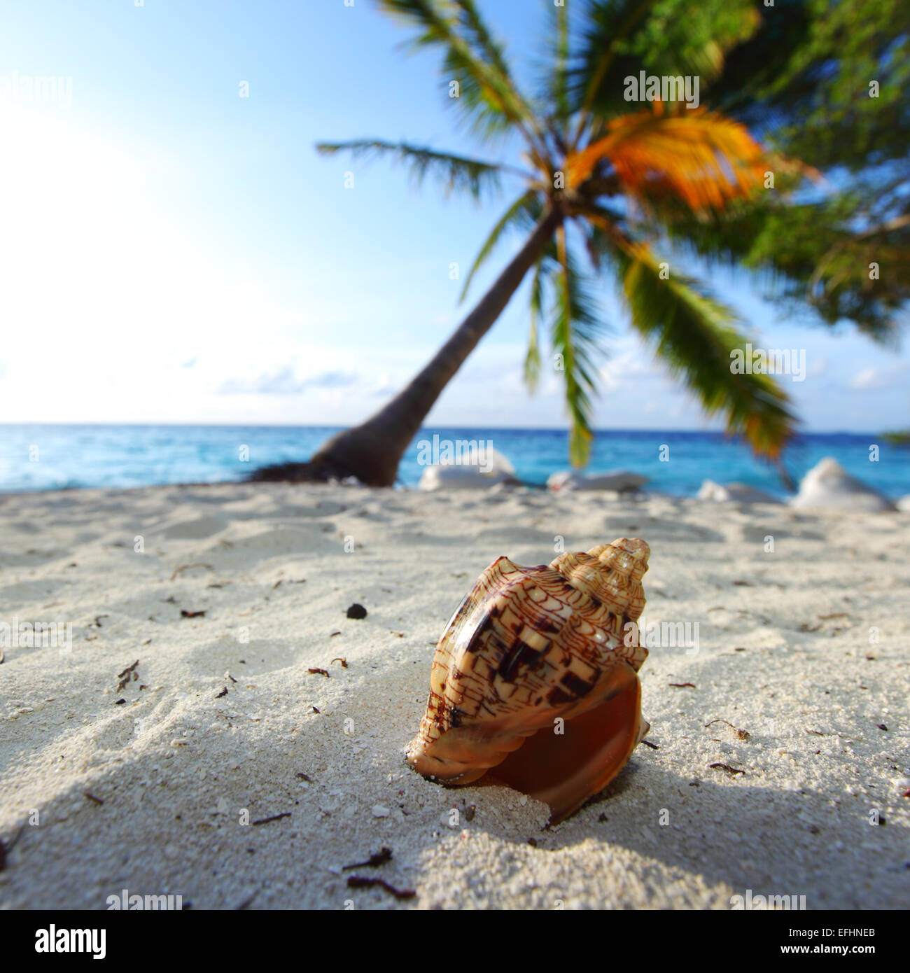 shell on sand under palm Stock Photo - Alamy