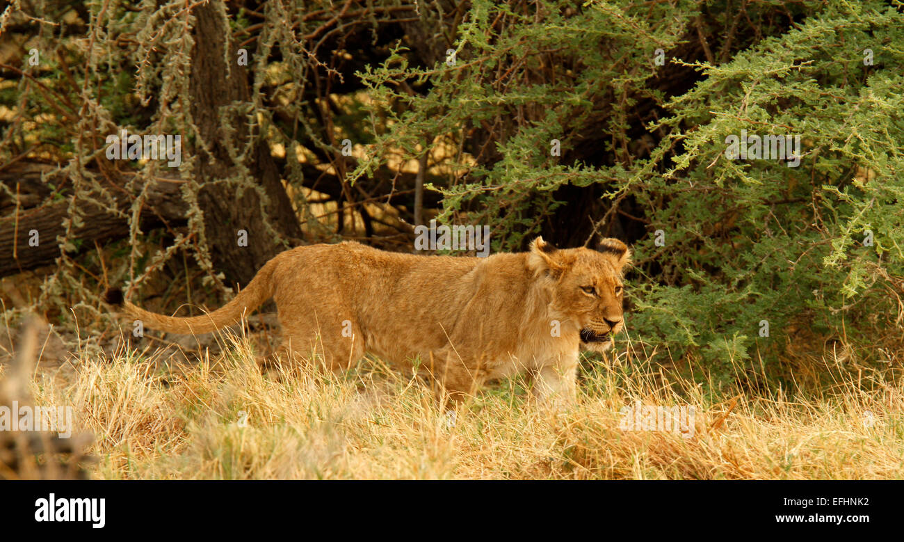 Lions are the laziest of the big cats resting for 16 to 20 hours a day. Rest of the time hunting courting, protecting territory Stock Photo