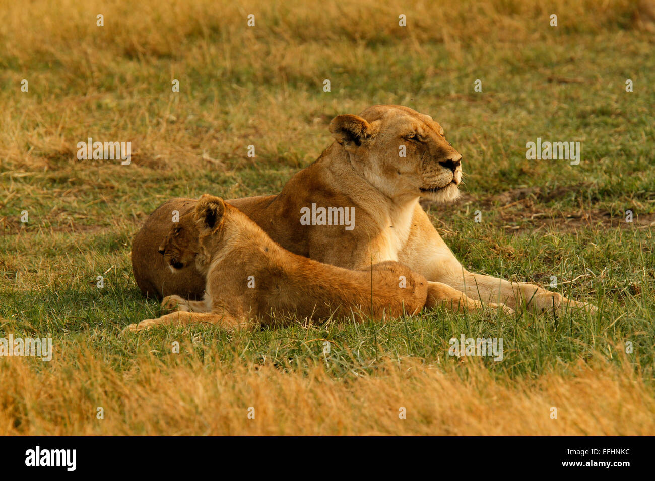 Lions are the laziest of the big cats resting for 16 to 20 hours a day. Rest of the time hunting courting, protecting territory Stock Photo