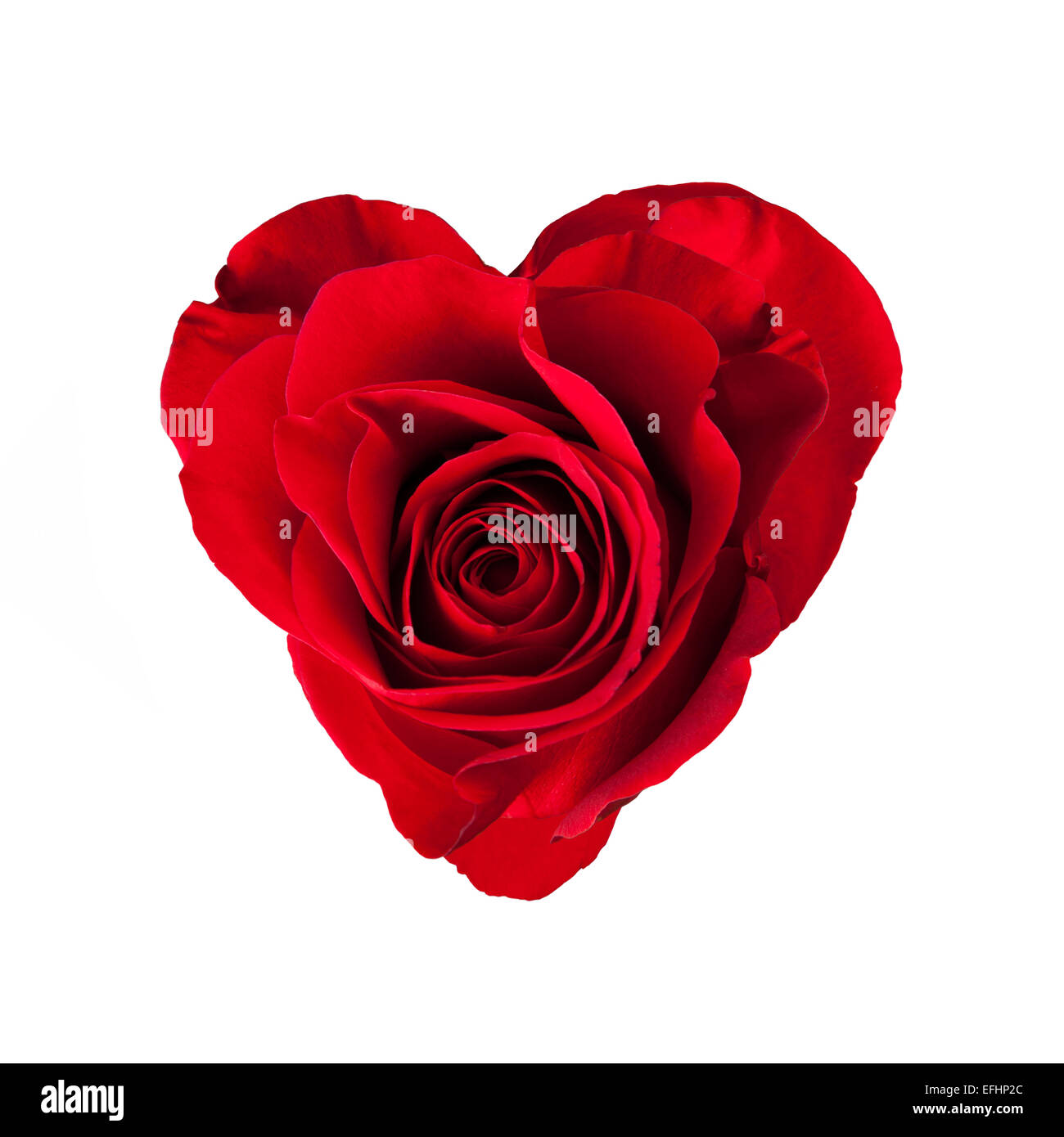 Red rose blossom in heart shape, isolated on white background Stock Photo