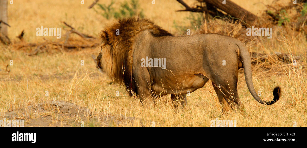 African Lion is a magnificent animal who is a symbol of power courage & nobility on family crests coats of arms & National flags Stock Photo