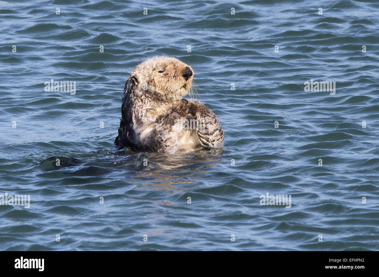 Sea Otter California USA Stock Photo - Alamy