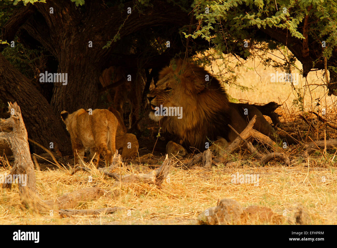 African Lions big male lion with two lion cubs in the shade of an Acacia thorn tree, big mane on the male lion Stock Photo