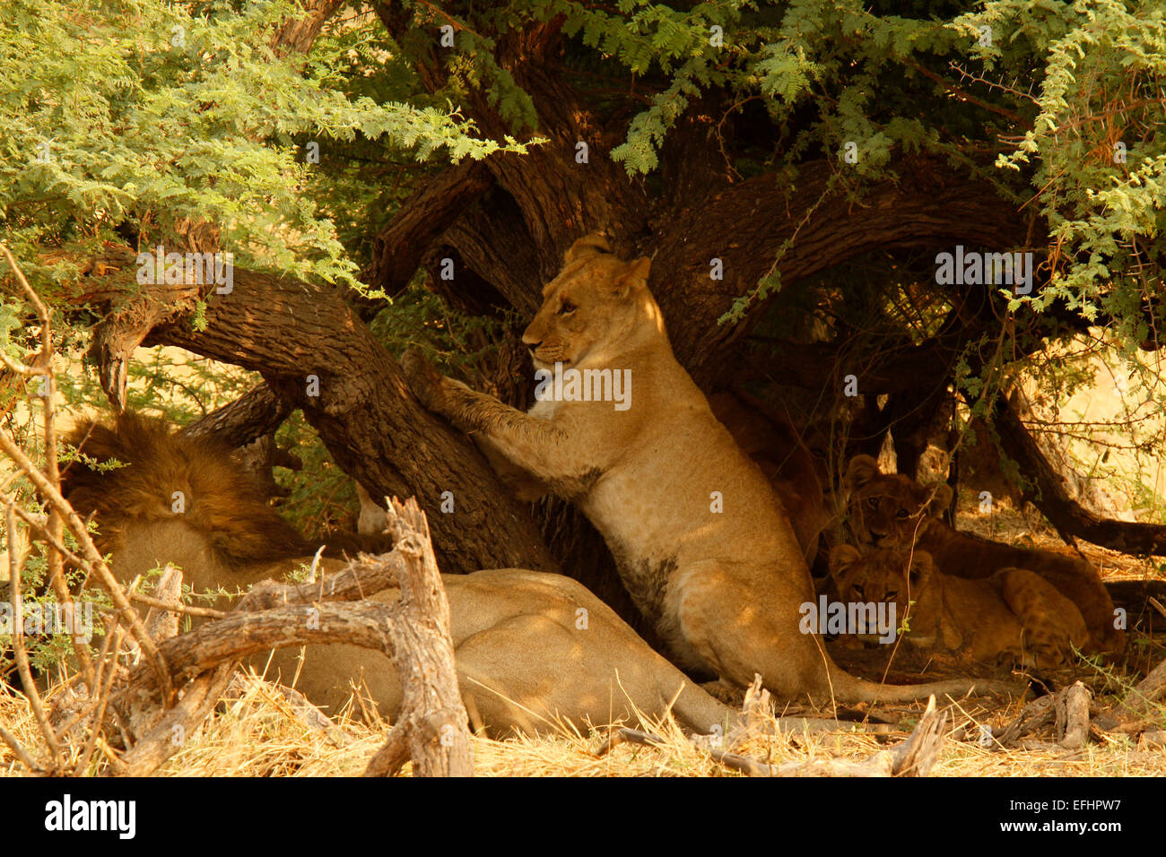 African Lions big male lion with two lion cubs in the shade of an Acacia thorn tree, one cub is using his claws on the tree Stock Photo