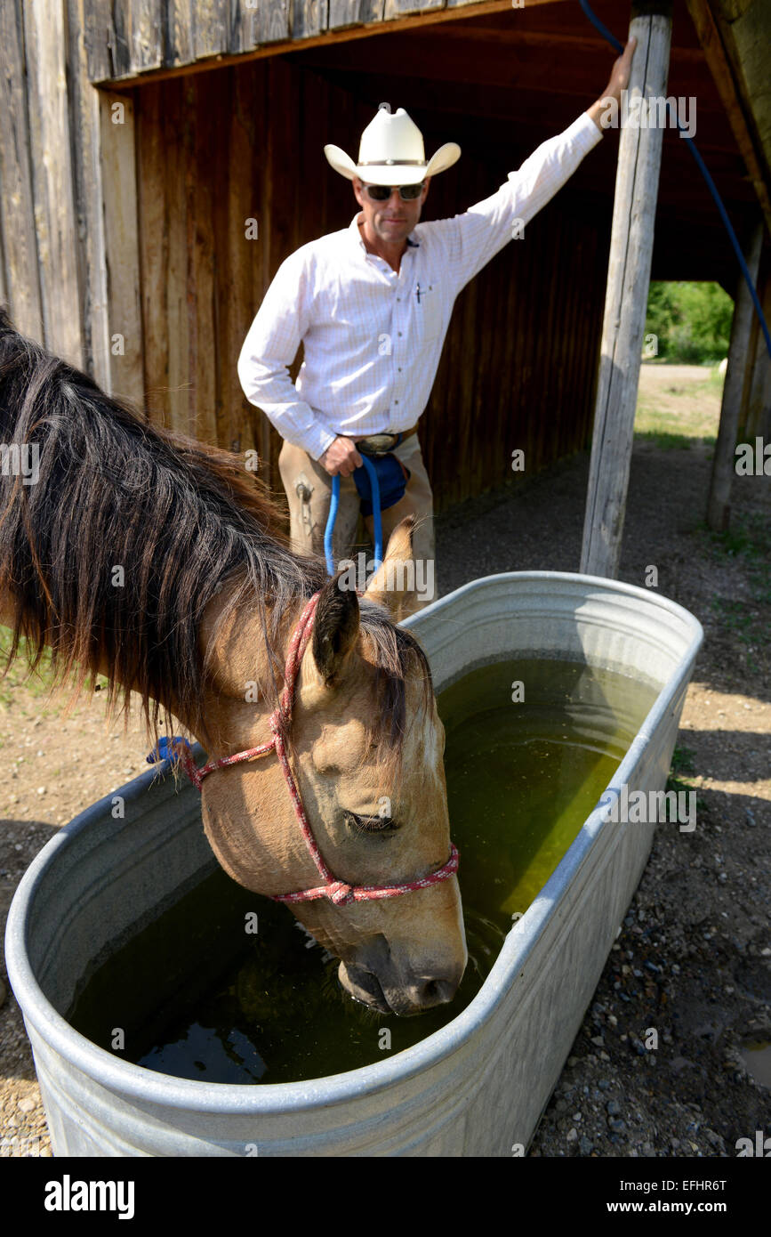 Cowboy with horse drinking from water trough Stock Photo