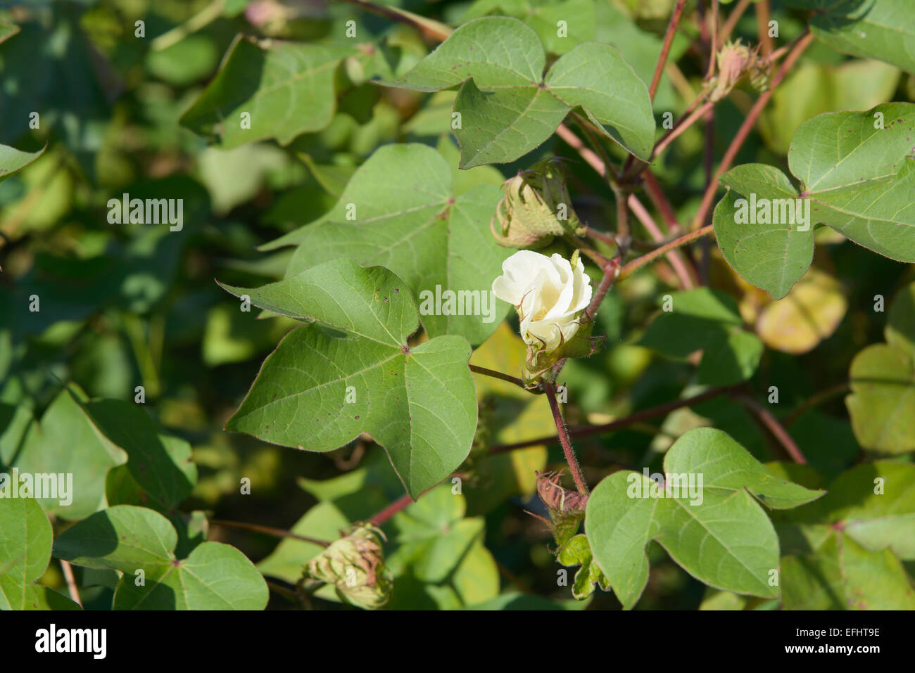 Cotton farm field blooming in hi-res stock photography and images - Alamy