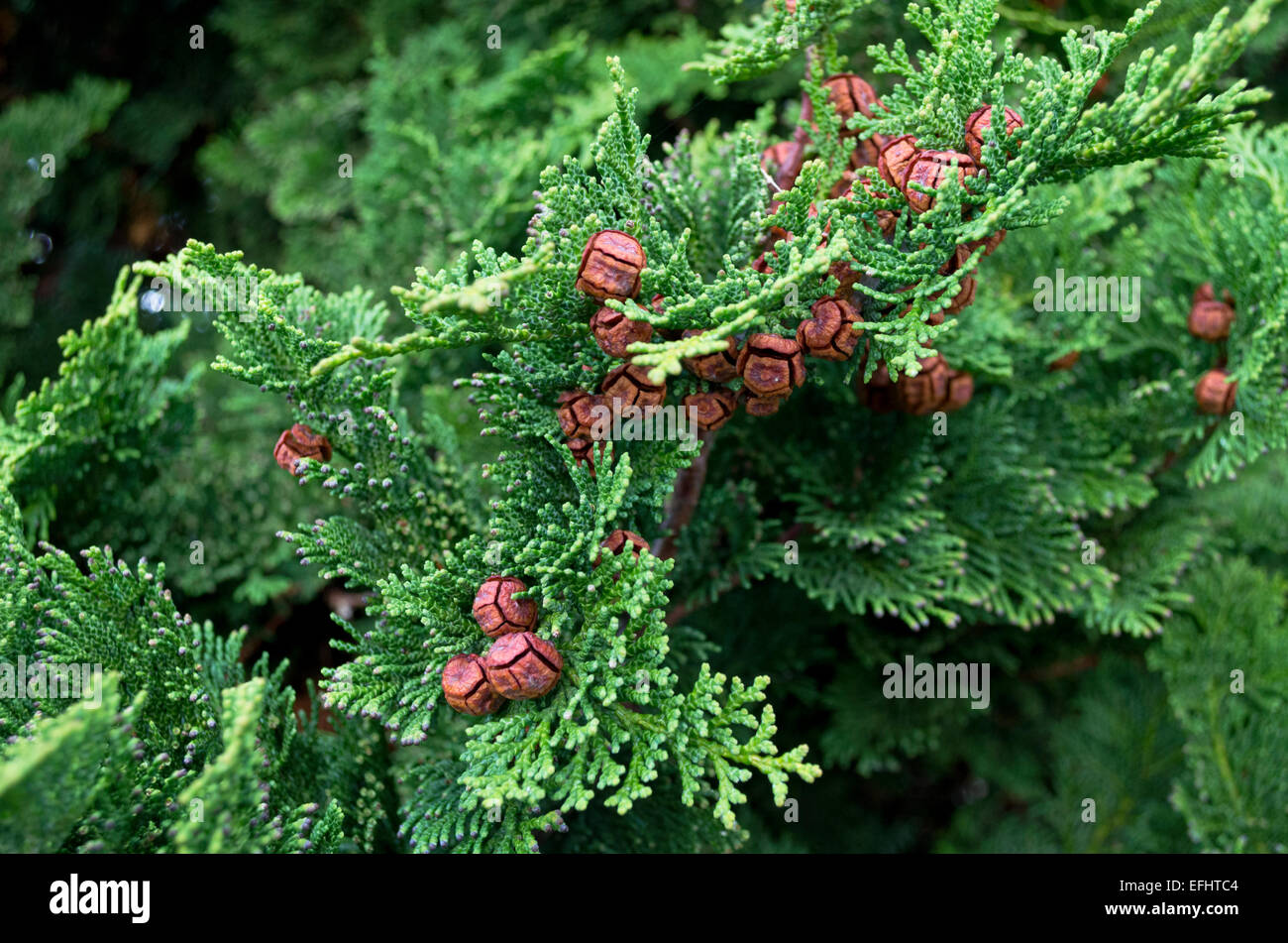 Green branches of Hinoki Cypress with box shaped seed pods. Stock Photo