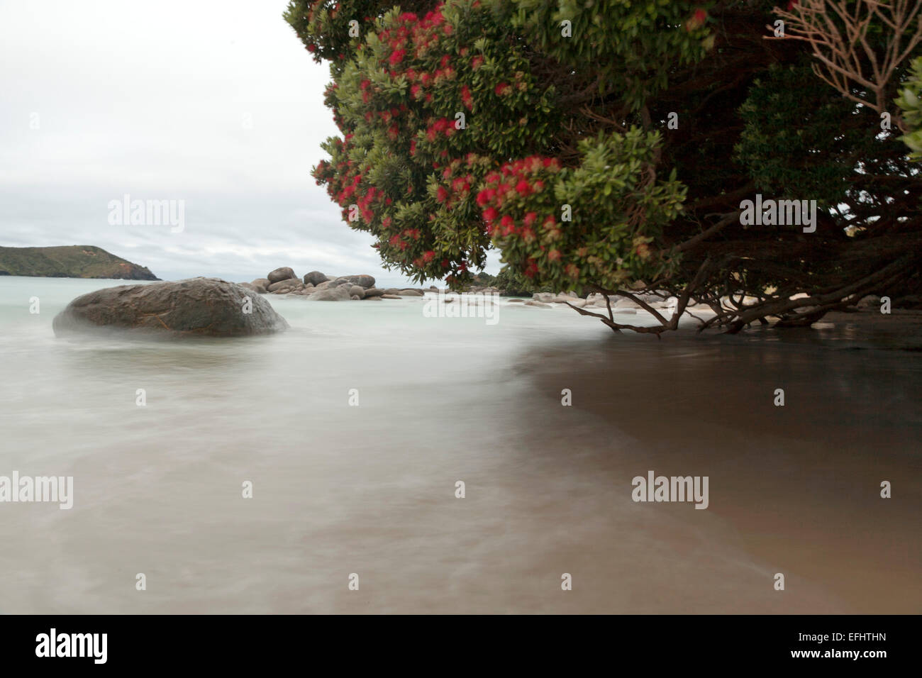 Red flowering New Zealand Christmas tree with blurred tidal water, Pohutukawa, a coastal
