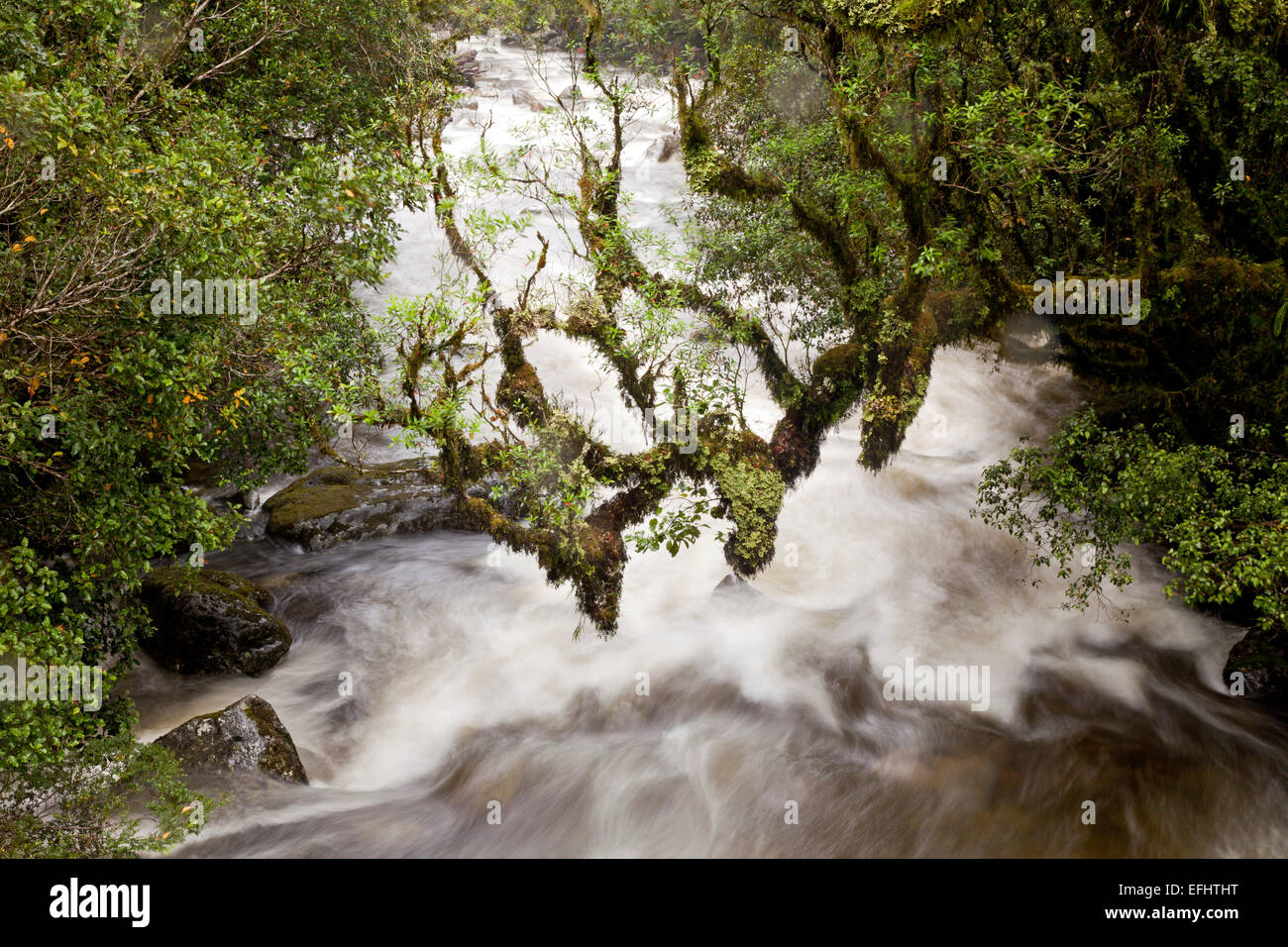Mountain torrent, white water stream after rain with overhanging, mossy  branch, Milford Road, Fiordland National Park, South Isl Stock Photo - Alamy