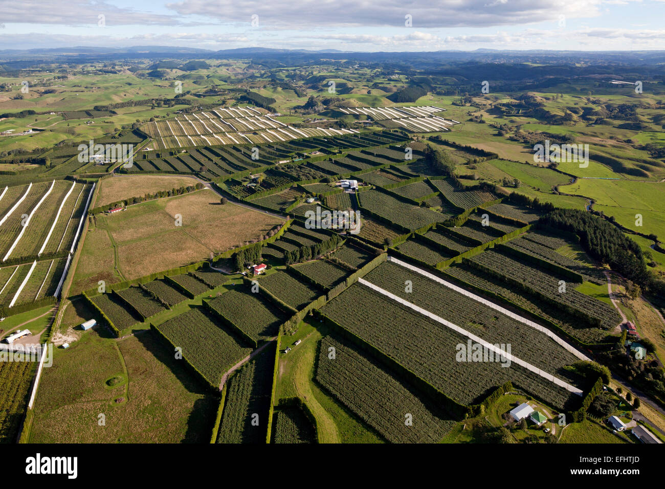 aerial of kiwifruit orchards, Bay of Plenty, North Island, New Zealand ...
