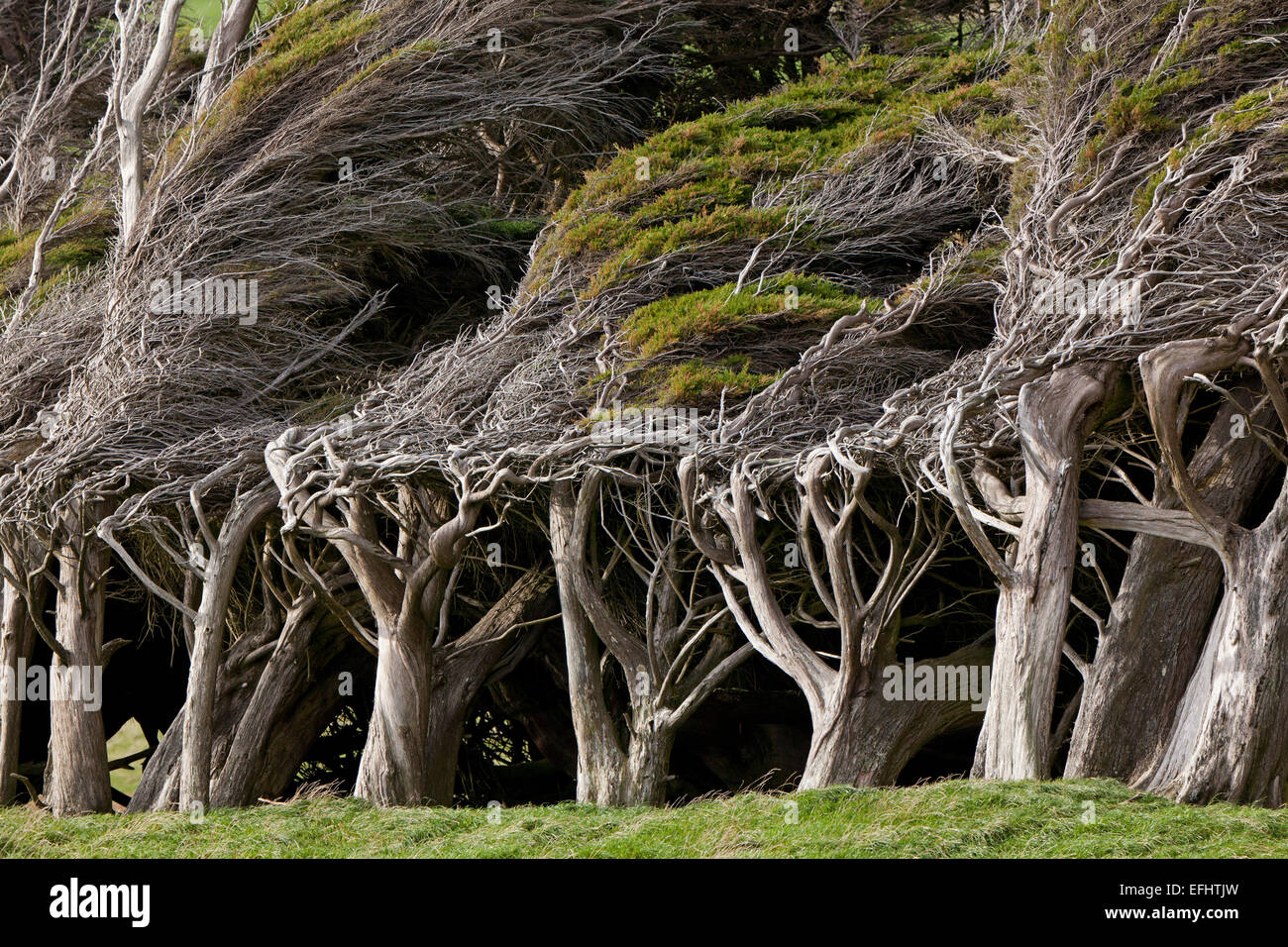 Wind sculpted trees, macrocarpa trees, Slope Point, Catlins, most southerly point of South