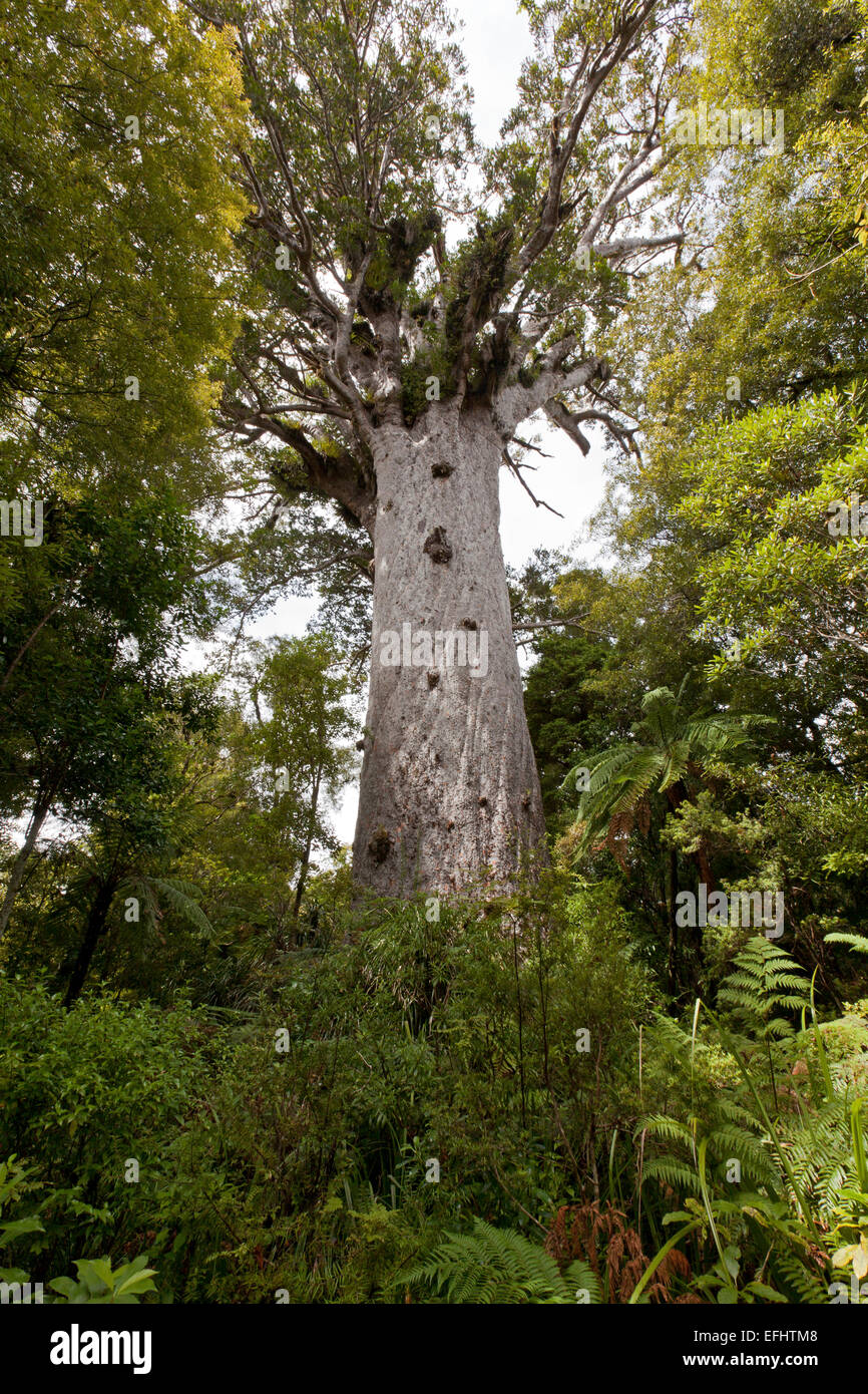 Tane Mahuta, Giant kauri tree, Agathis australis, in Waipoua Forest, Northland, North Island, New Zealand Stock Photo