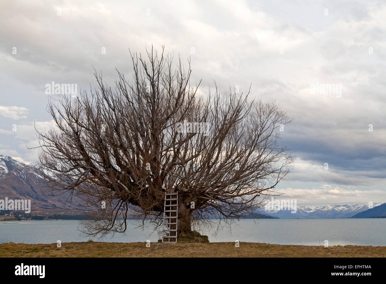 Ladder reaching into the branches of an old willow tree, Otago, Lake Wakatipu, South Island, New Zealand Stock Photo