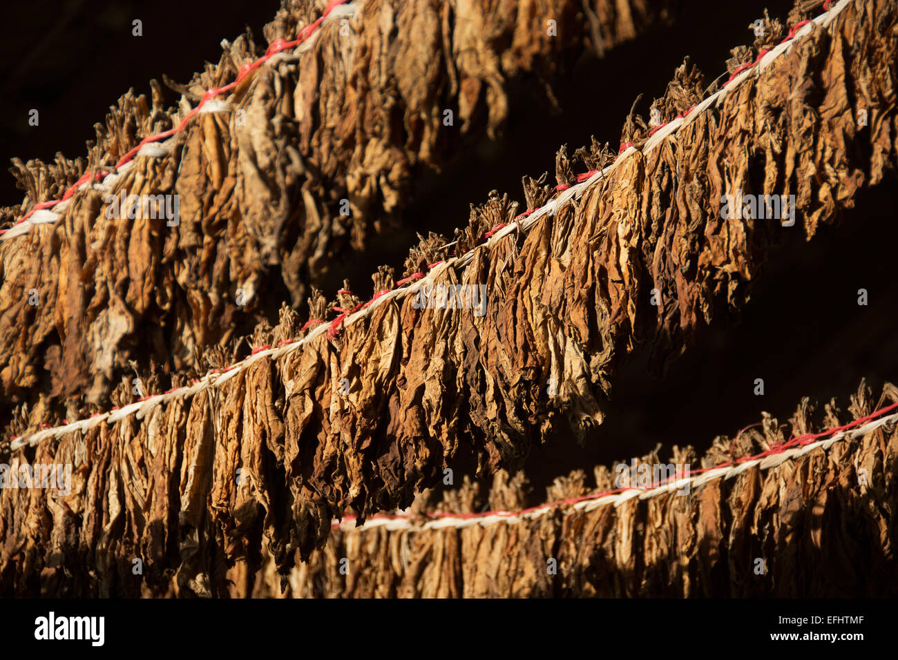 DOMINICAN REPUBLIC. Tobacco leaves drying. The leaves will be used to  produce cigars Stock Photo