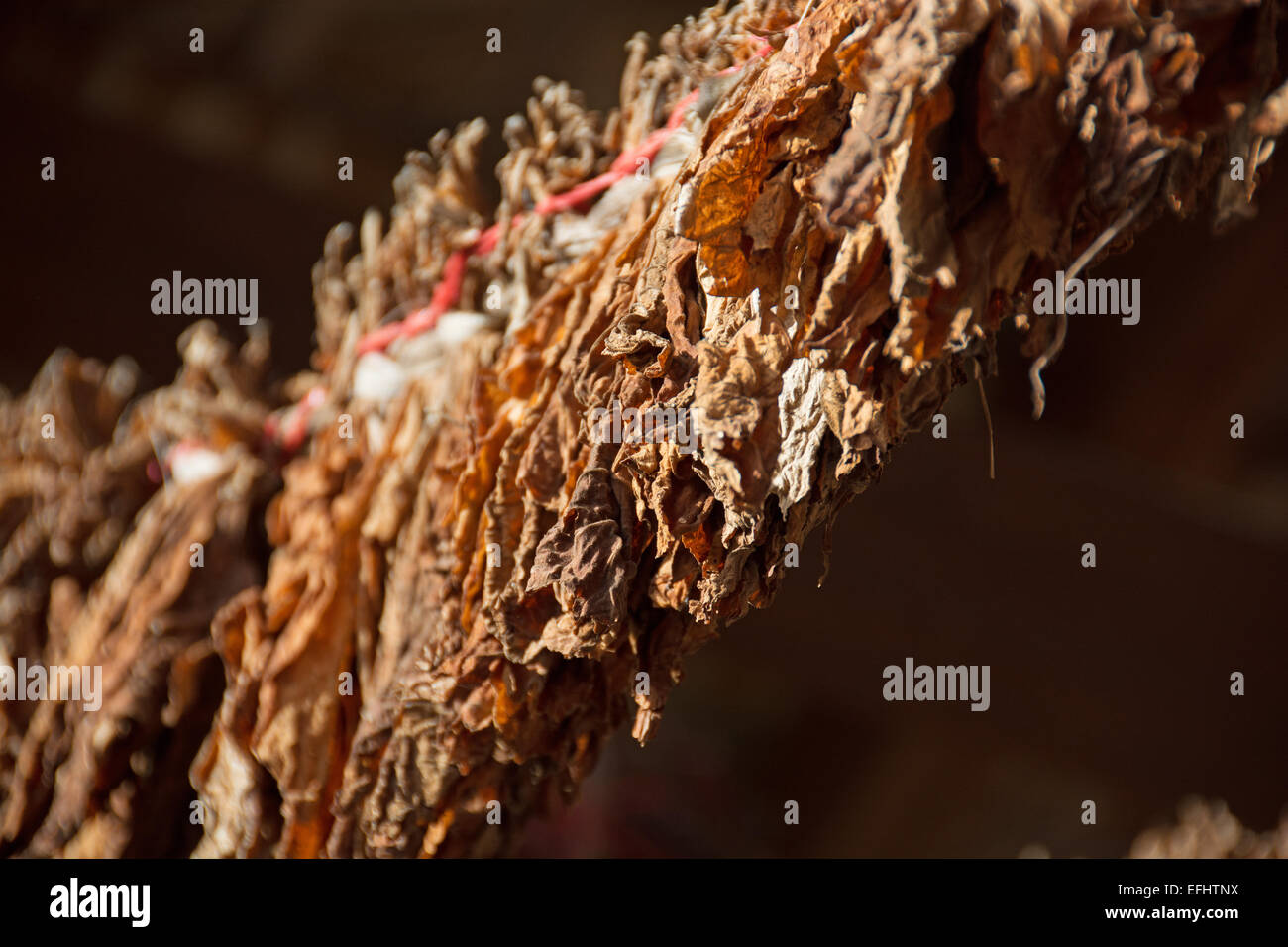 DOMINICAN REPUBLIC. Tobacco leaves drying. The leaves will be used to produce cigars. Stock Photo
