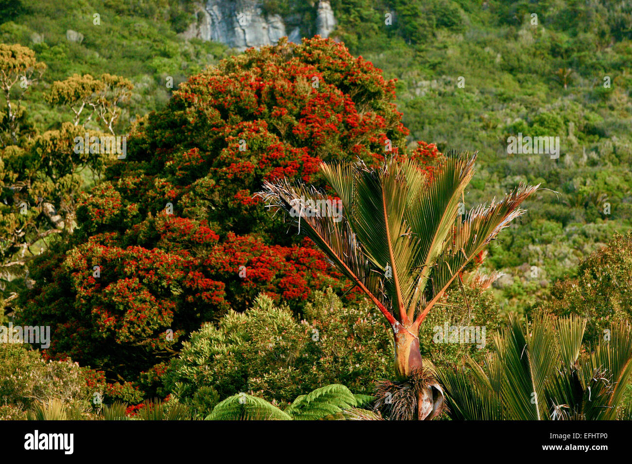 Red flowering Rata tree and native Nikau Palm, Paparoa National Park