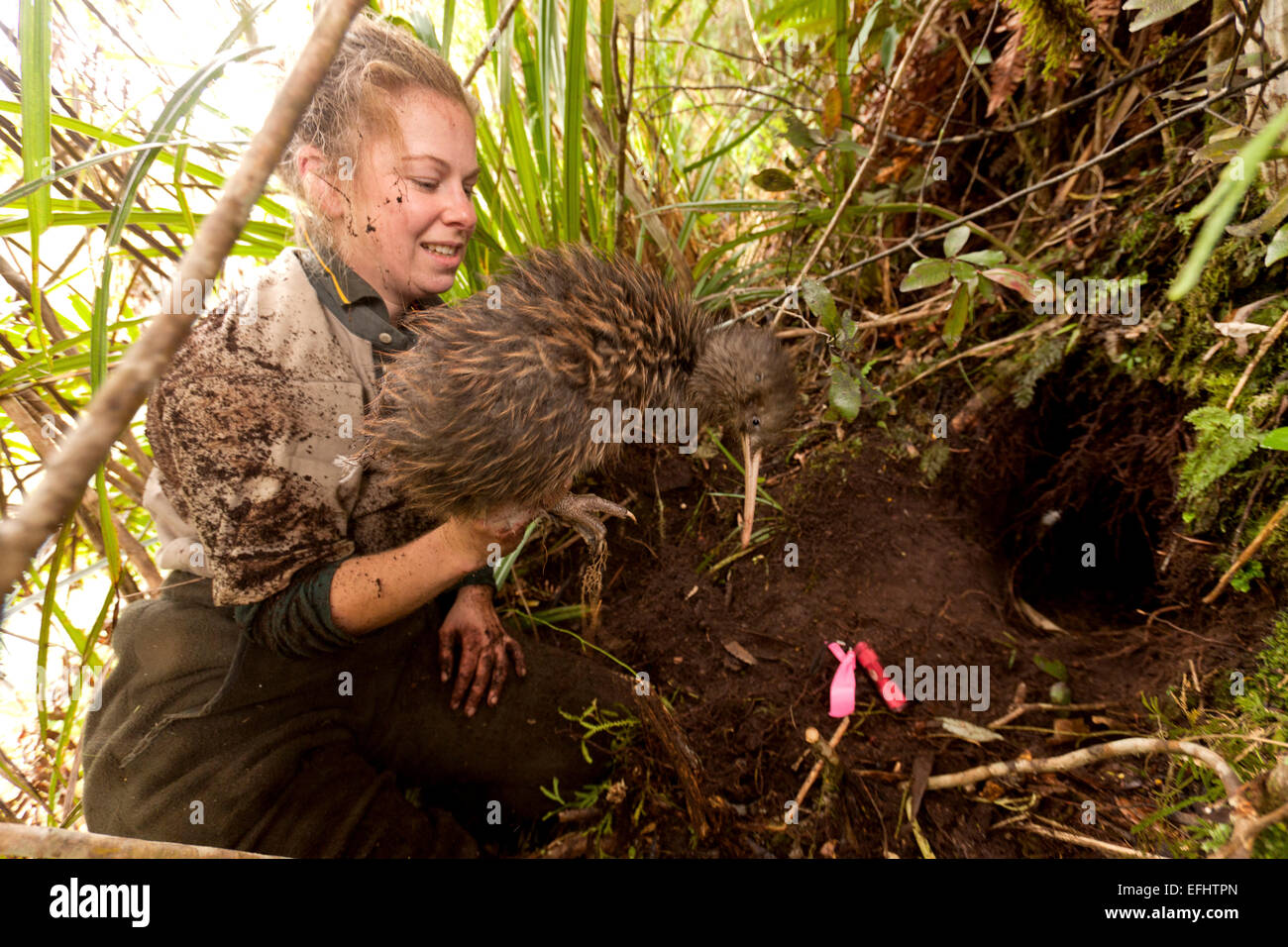 Kiwi dug out of his burrow by DOC ranger to change the transmitter, Tongariro National Park, North Island, New Zealand Stock Photo