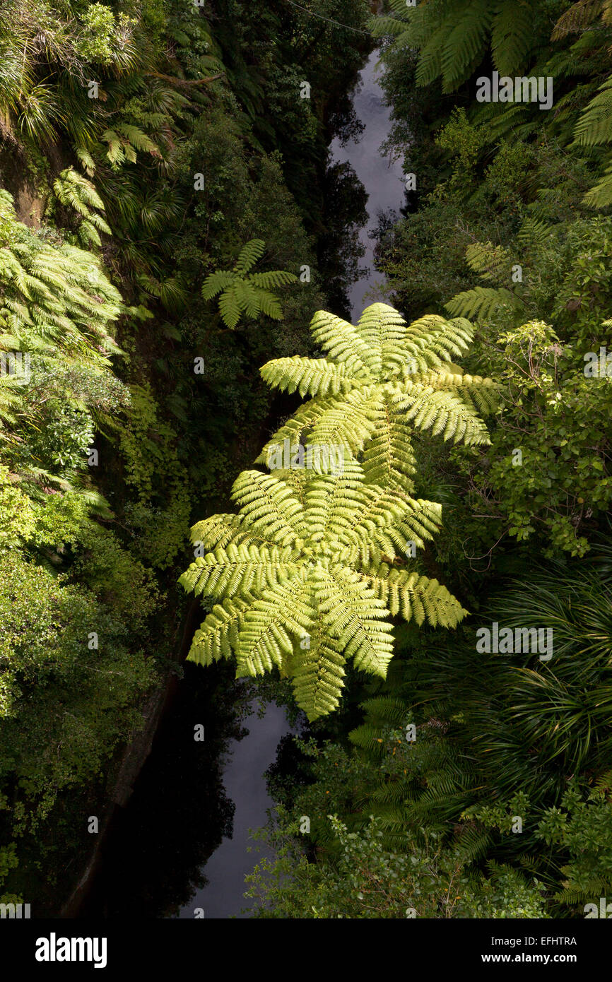 Tree ferns above a tributary river of the Whanganui River, View from Bridge to nowhere, Whanganui River, North Island, New Zeala Stock Photo