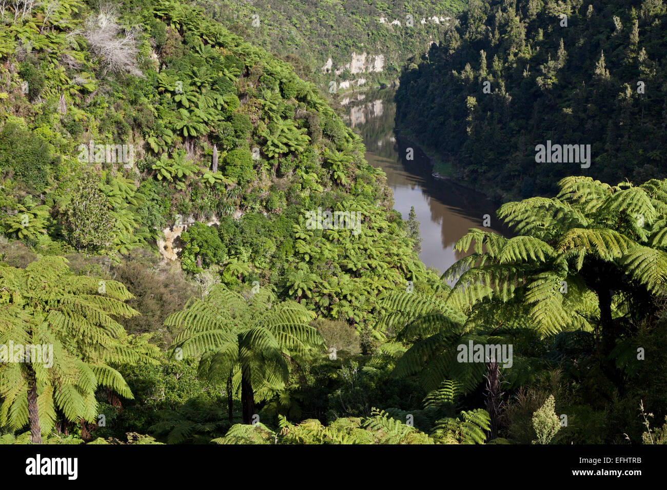 Tree ferns, eroded escarpments and sand clay cliffs of the Whanganui River, North Island, New Zealand Stock Photo