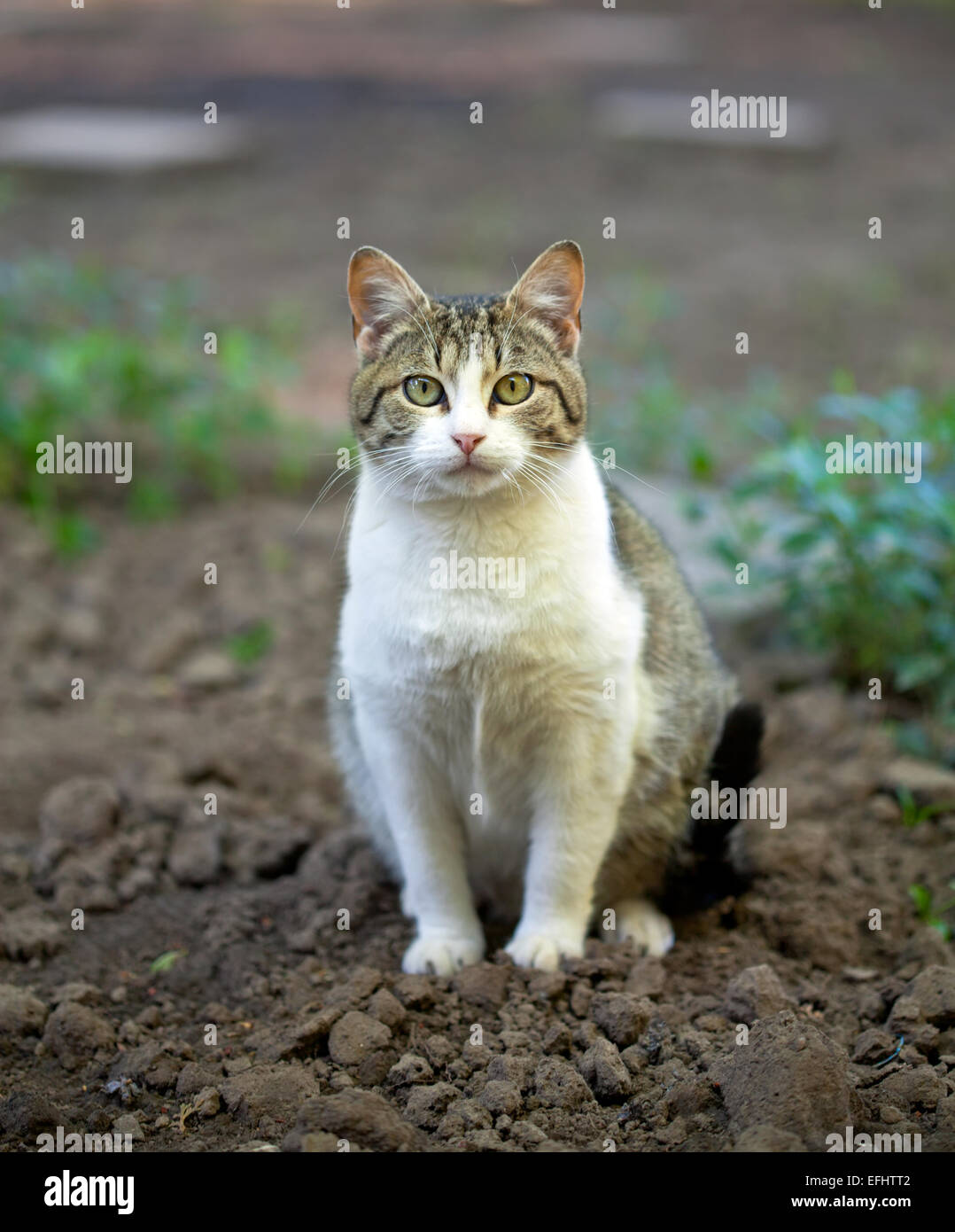 Domestic cat in garden Stock Photo - Alamy