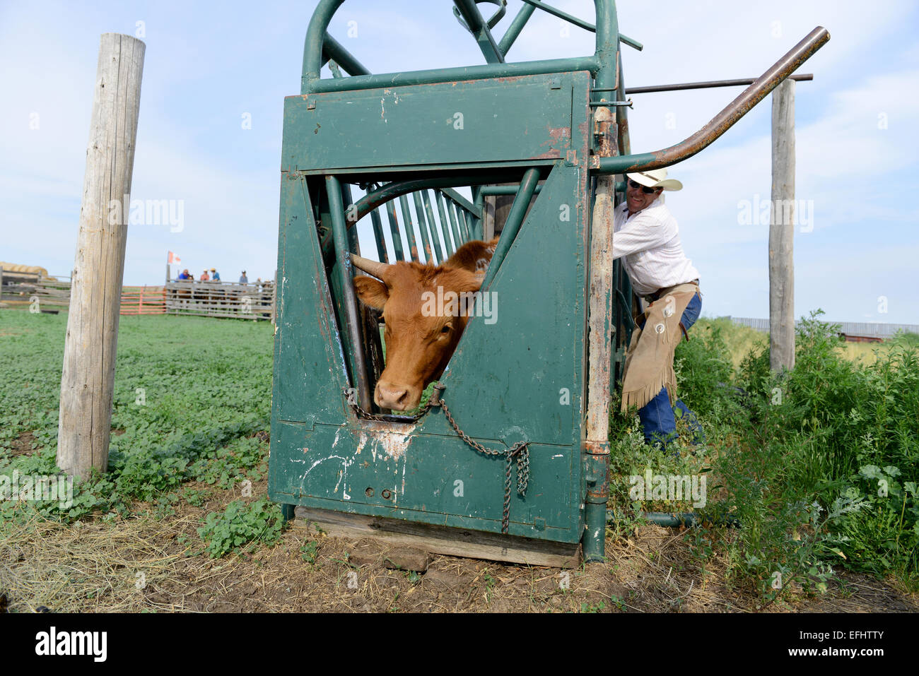A cattle crush, squeeze chute, standing stock, or stock, a strongly