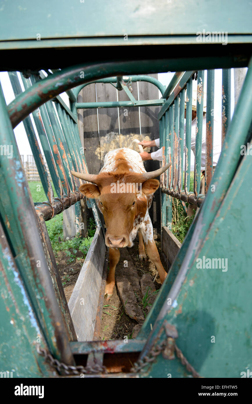 A cattle crush, squeeze chute, standing stock, or stock, a strongly built stall or cage for holding livestock, North America Stock Photo
