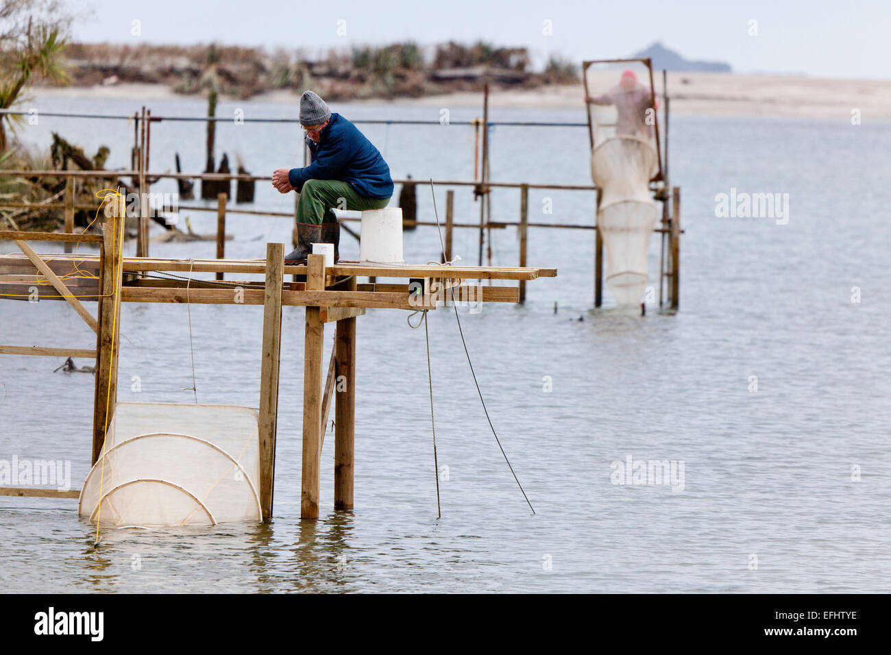 Whitebait hires stock photography and images Alamy