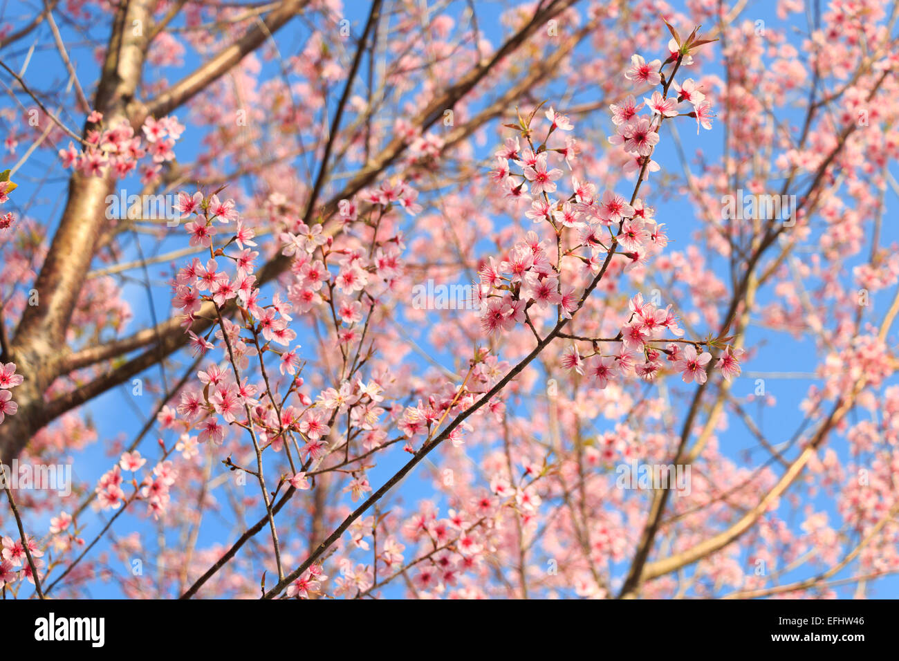 Wild Himalayan Cherry ( Prunus cerasoides ) ( Sakura in Thailand ) at Phu Lom Lo mountain , Loei , Thailand Stock Photo