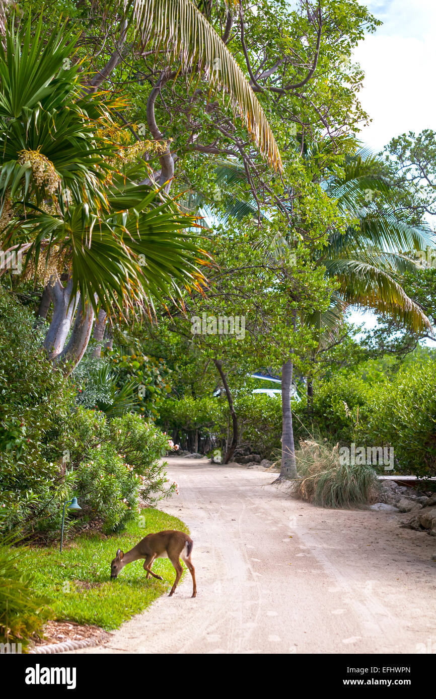 Typical Key Deer eating grass, Little Palm Island Resort, Florida Keys, USA Stock Photo