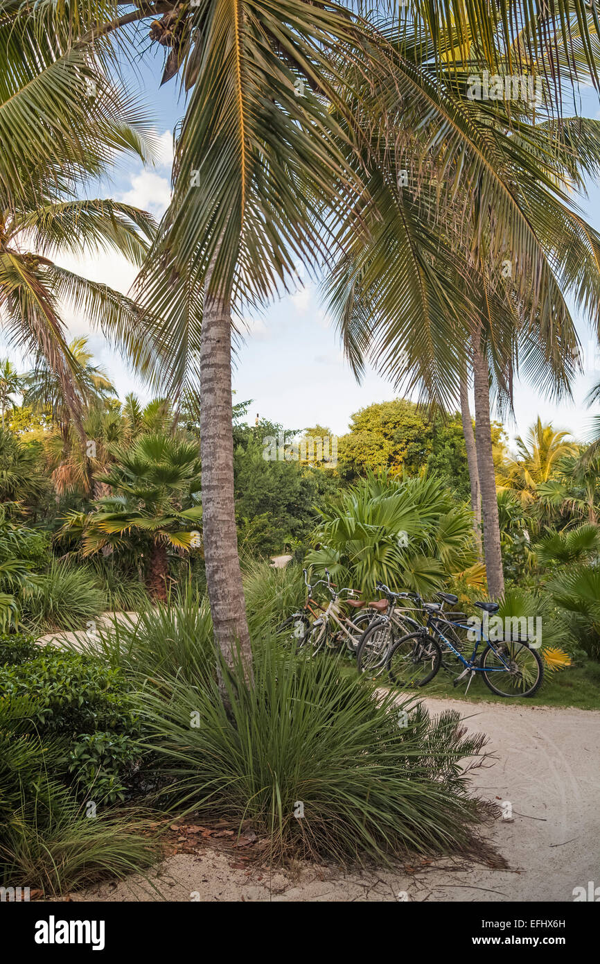 Bicycles for hire at Hotel Resort Casa Morada, Islamorada, Florida Keys, Florida, USA Stock Photo