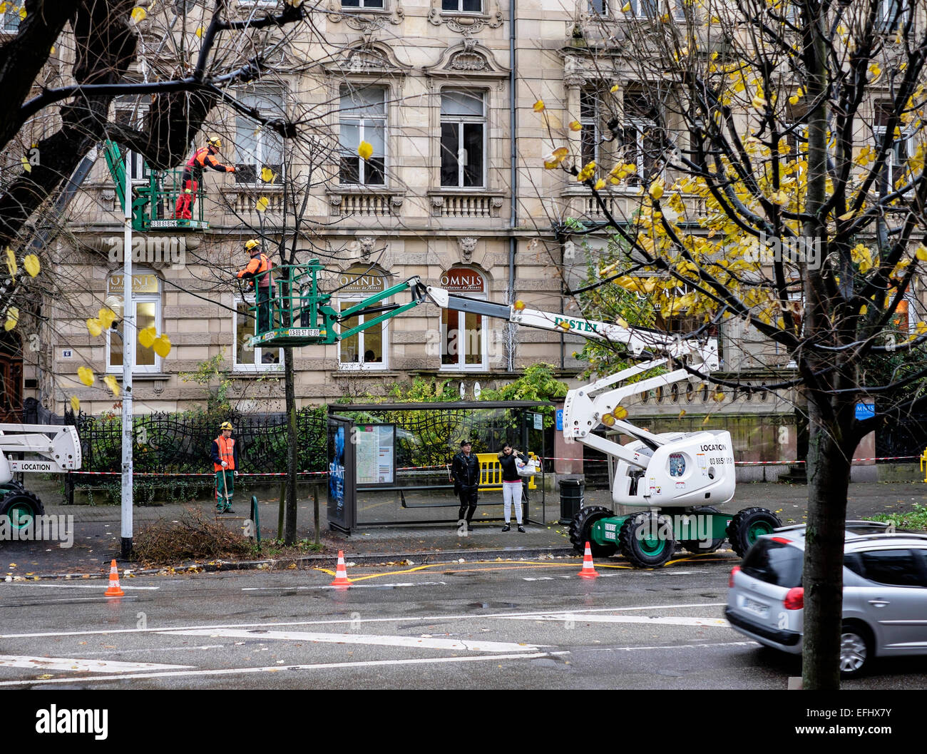 Tree surgeons on cherry pickers pruning a lime tree, Strasbourg, Alsace, France Stock Photo